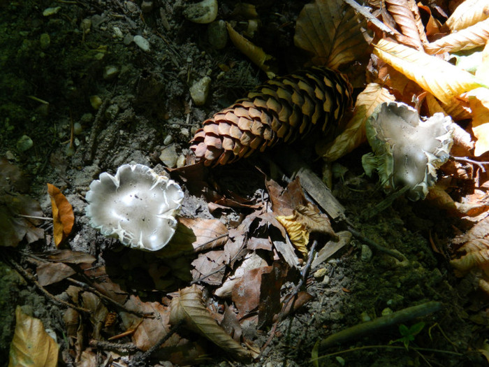 DSCN9847 - 1 VACANTA SEPTEMBRIE 2012