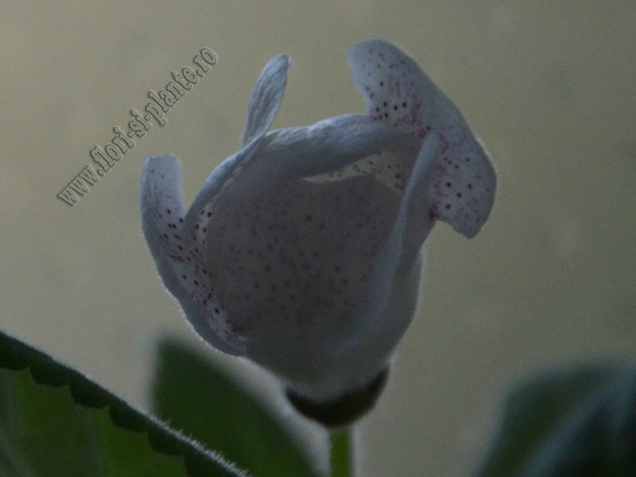 Gloxinia Jolly Rain; 2012
