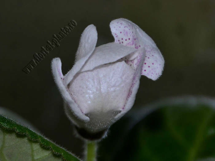 Gloxinia Jolly Rain; 2012
