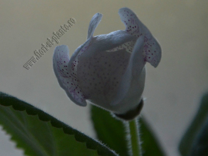 Gloxinia Jolly Rain; 2012
