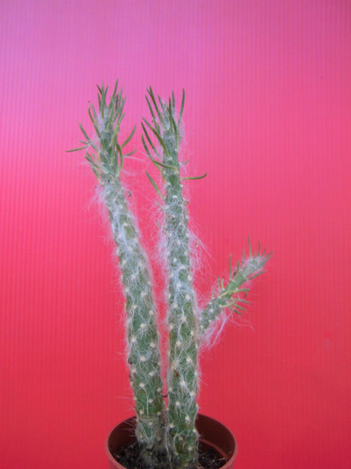 Austrocylindropuntia vestita