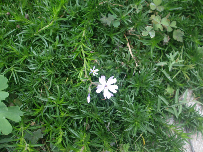flori 2012 1201