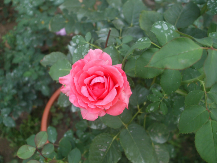 flori 2012 1183