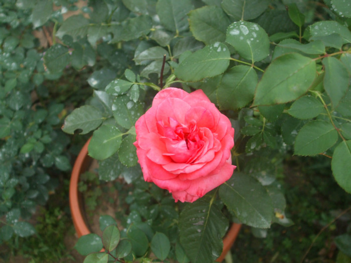 flori 2012 1198