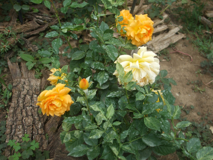 Goldelse