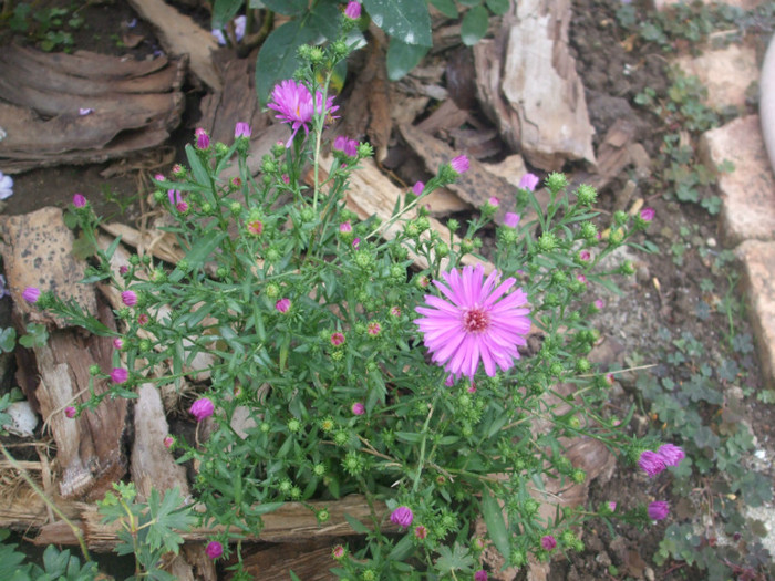 flori 2012 1187