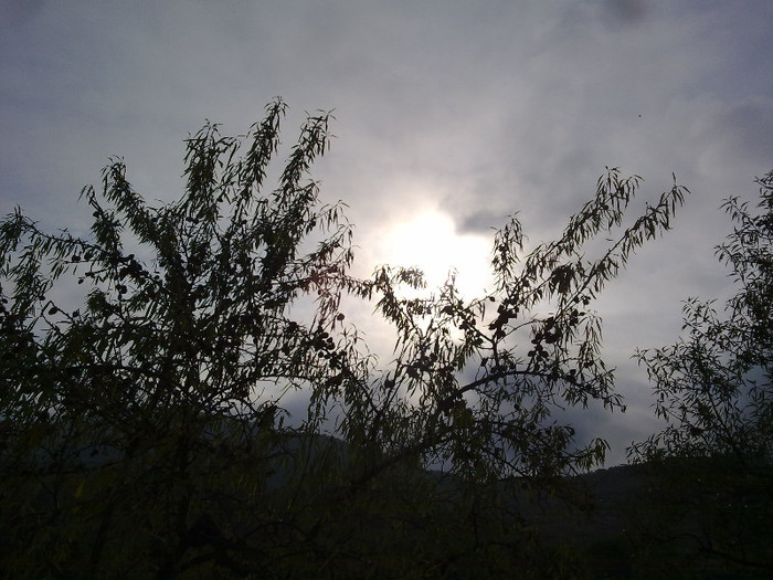 migdali inca au fructe