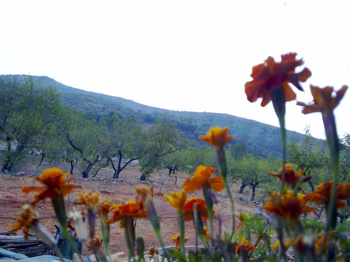 180920124243 - plante  insecte  viata