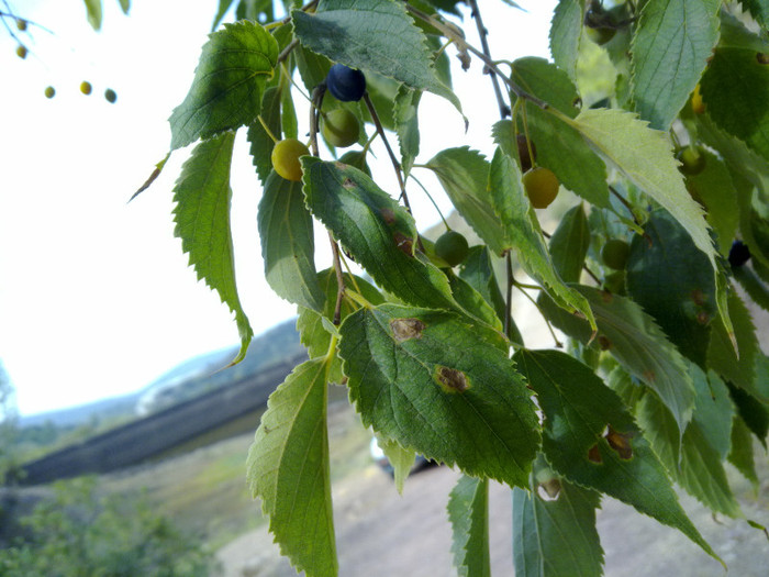 180920124239 - plante  insecte  viata