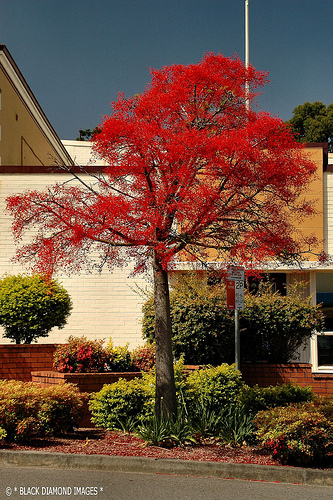 Brachychiton acerifolium