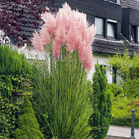 Cortaderia selloana rosea - a- copaci si plante diverse pt Romania