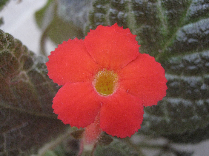 IMG_5675 - Episcia