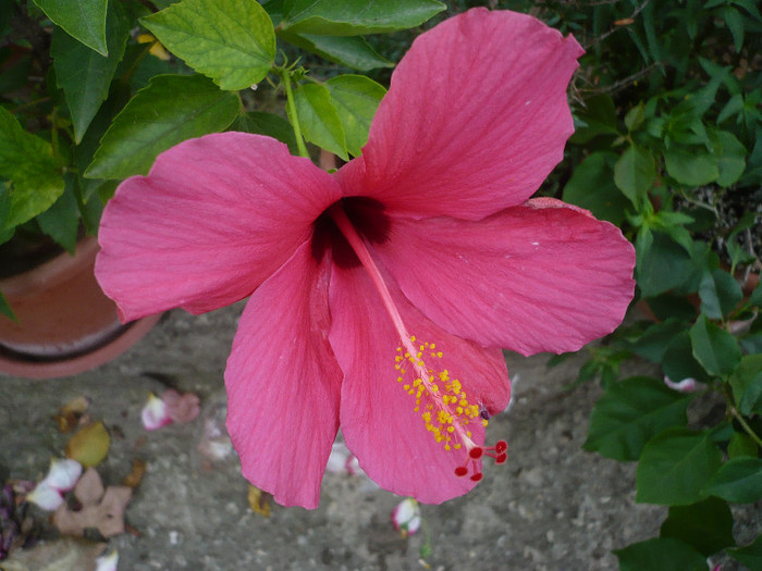 P1180450