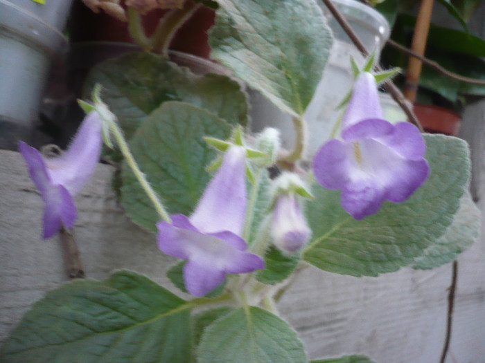 P1180453 - zzz-ALTE GESNERIACEAE-iesite din colectie