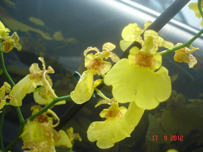 DSC05648 - Oncidium