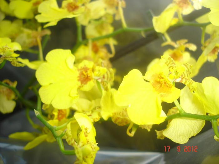 DSC05650 - Oncidium