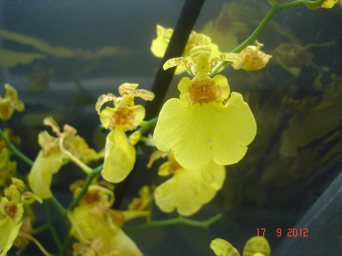 DSC05651 - Oncidium