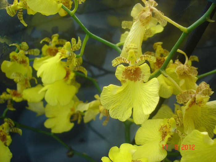 DSC05652 - Oncidium