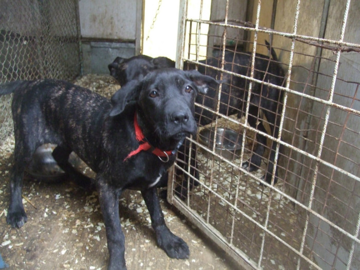 DSCF4902 - cane corso