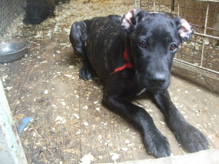 cane corso  5 luni