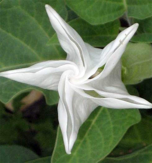 moonflower - Misterioasa Floare de luna