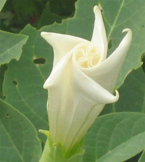 moon-flower - Misterioasa Floare de luna