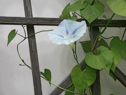 MOON-FLOWER - Misterioasa Floare de luna