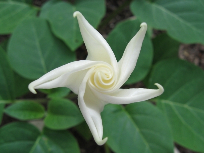 moonflower_full - Misterioasa Floare de luna