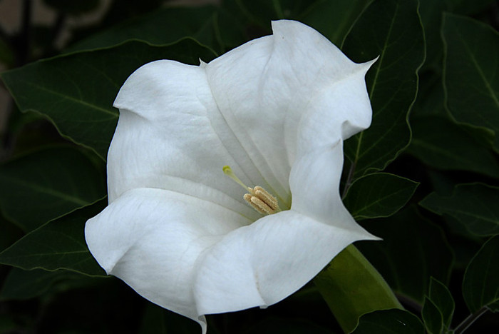 moonflower_full_bloom - Misterioasa Floare de luna