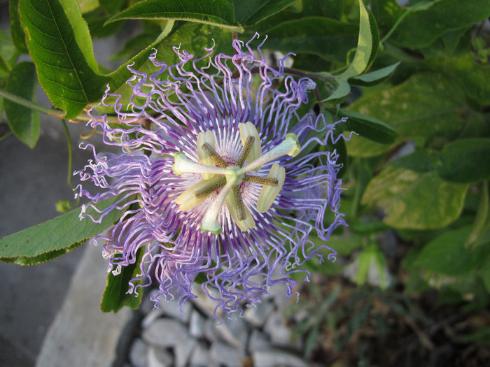 Passiflora incarnata1 - Passiflora
