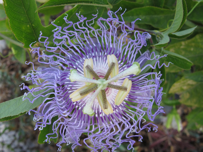 Passiflora incarnata2 - Passiflora incarnata