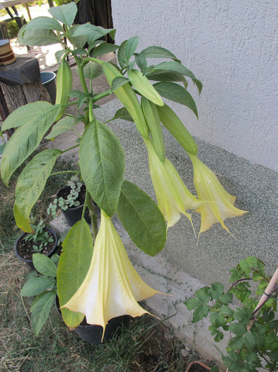 butas brugmansia 2012
