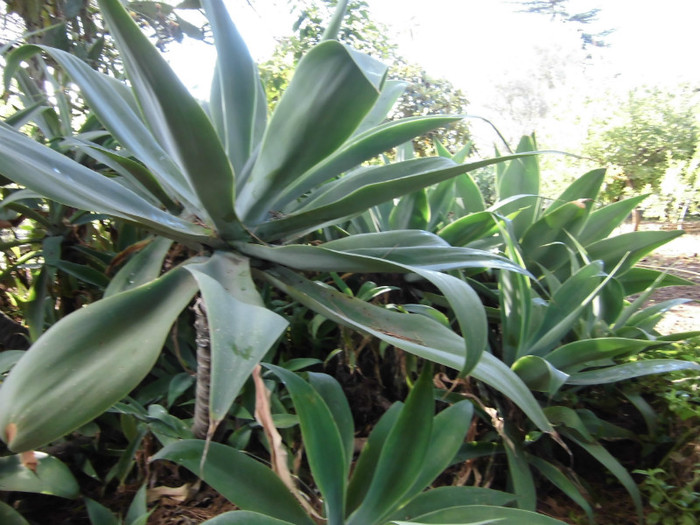 Agave - Agava attenuata