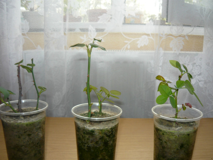 lastari trandafiri; de la Mikiela
