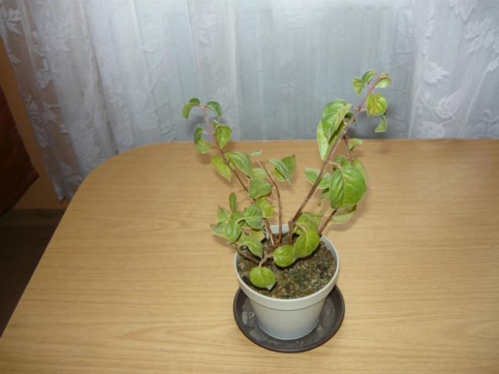 cercelus roz; are frunze dar nu  mai face flori
