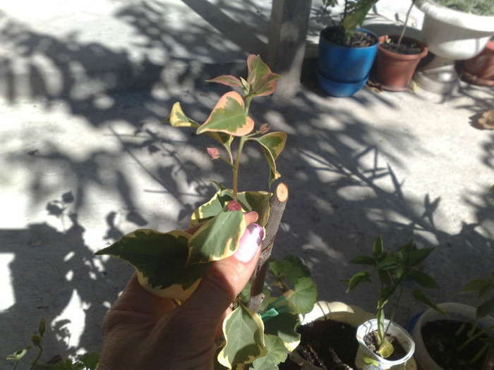 Raspberry Ice incepe