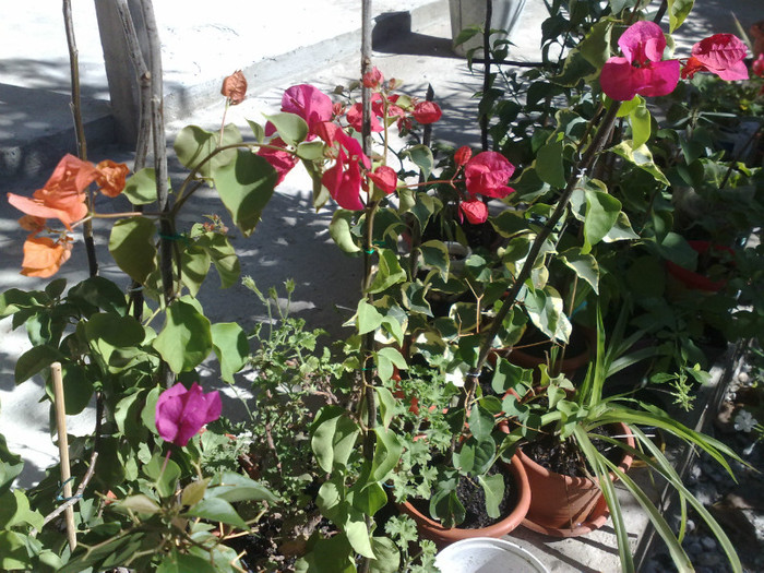 79 - BOUGAINVILLEA