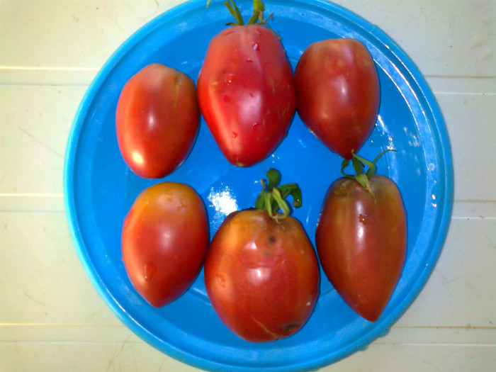 PURPLE RUSIAN - 04- TOMATE-ROSII-SOIURI PURE ORGANICE VECHI ROMANESTI SI HEIRLOOM ALBUM 4