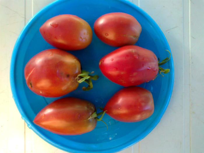 PURPLE RUSIAN - 04- TOMATE-ROSII-SOIURI PURE ORGANICE VECHI ROMANESTI SI HEIRLOOM ALBUM 4