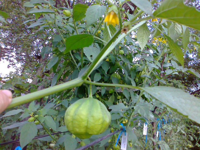 TOMATILLO GREEN - 04- TOMATE-ROSII-SOIURI PURE ORGANICE VECHI ROMANESTI SI HEIRLOOM ALBUM 4