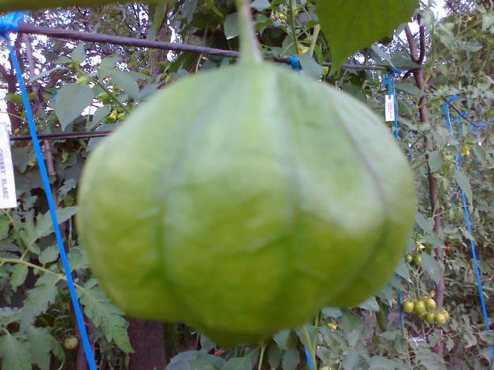 TOMATILLO GREEN; TOMATILLO GREEN
