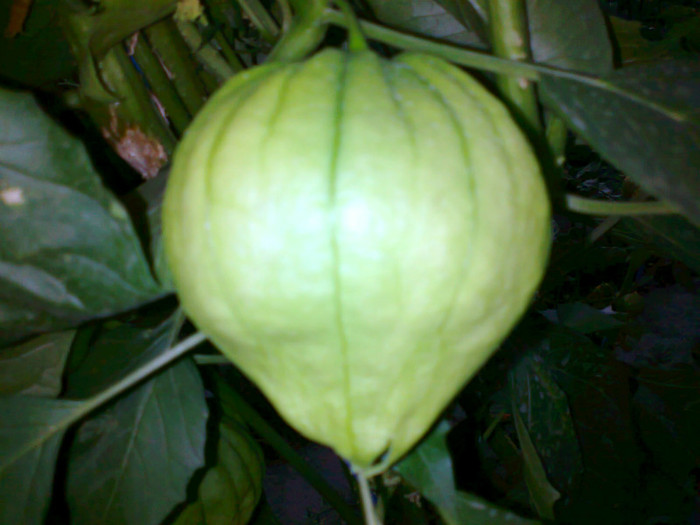 TOMATILLO PURPLE; TOMATILLO PURPLE
