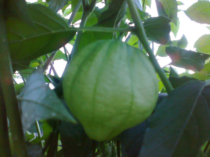 TOMATILLO PURPLE - 04- TOMATE-ROSII-SOIURI PURE ORGANICE VECHI ROMANESTI SI HEIRLOOM ALBUM 4