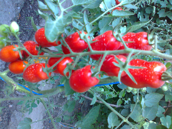 SAN MARZANO; SAN MARZANO
