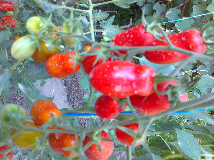 SAN MARZANO; SAN MARZANO
