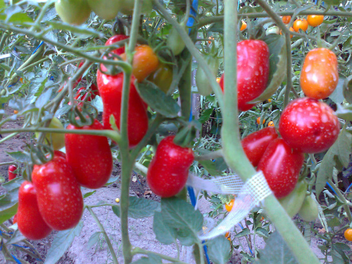 SAN MARZANO; SAN MARZANO
