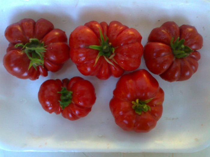COSTOLUTO FIORENTINO; COSTOLUTO FIORENTINO
