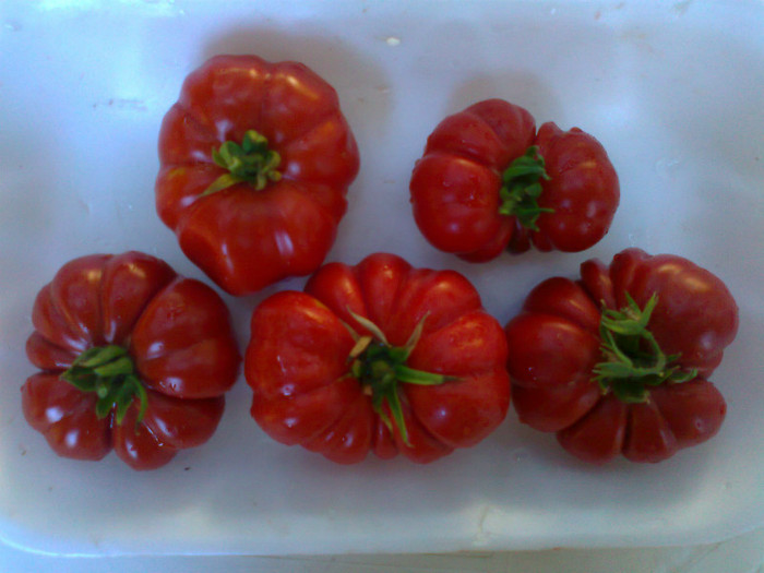 COSTOLUTO FIORENTINO; COSTOLUTO FIORENTINO
