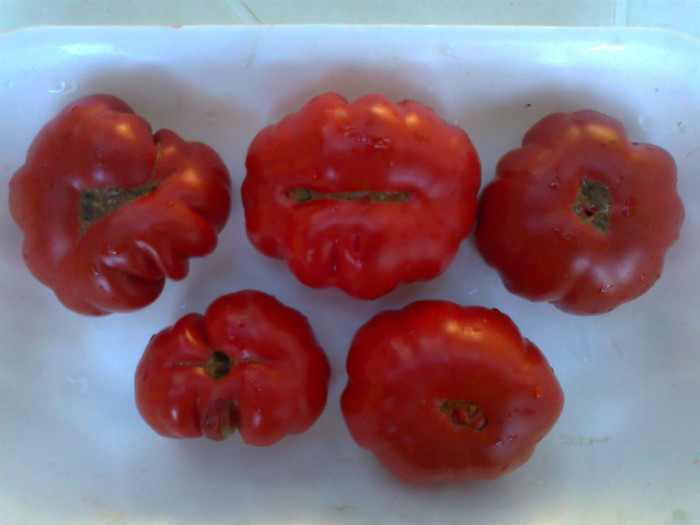 COSTOLUTO FIORENTINO; COSTOLUTO FIORENTINO
