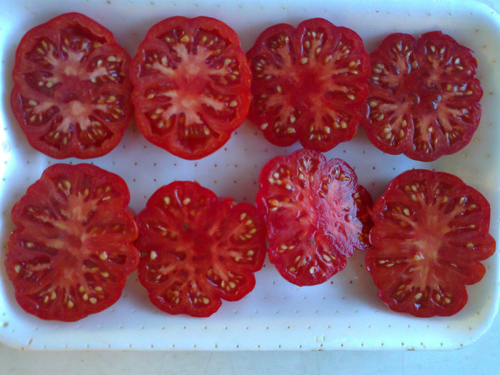 COSTOLUTO FIORENTINO; COSTOLUTO FIORENTINO
